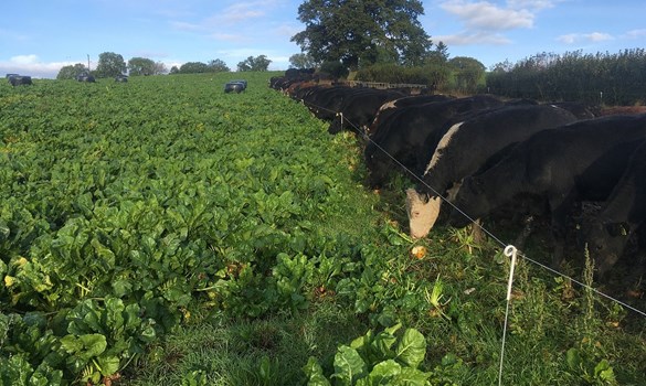 Cows stood behind an electric fence next to a field of fodder beet